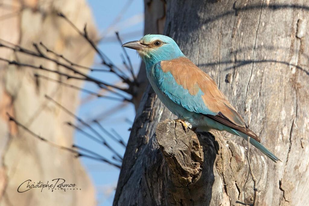 L'Oiseau Bleu Flamant Roubia المظهر الخارجي الصورة